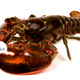Illustration for article titled Do Stoned Lobsters Really Feel Less Pain When Cooked Alive?